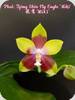 Phal. Tying Shin Fly Eagle Miki